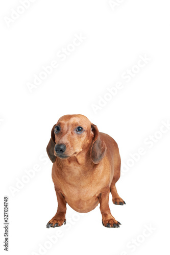 dachshund on a white isolated background  vertical orientation