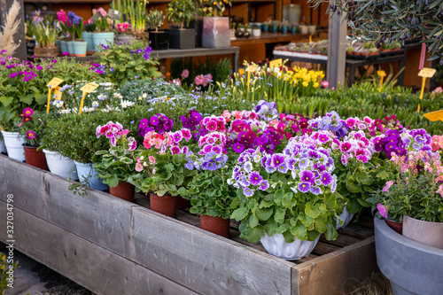 Wallpaper Mural Variety of beautiful spring primroses flowers - primula polyanthus or Perennial primrose in the garden shop at spring season. Torontodigital.ca