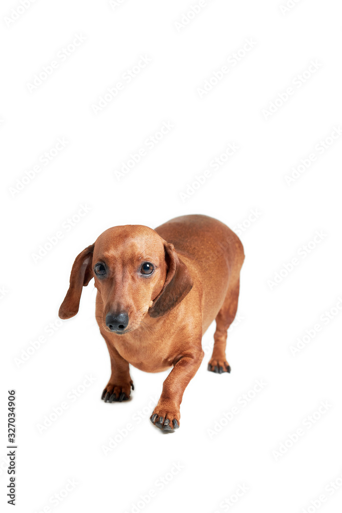 dachshund on a white isolated background, vertical orientation