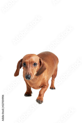 dachshund on a white isolated background  vertical orientation