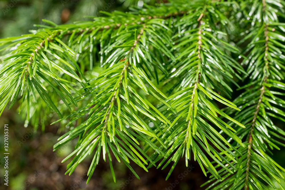 Pine-needles branch of fresh green color in sunny day Pine-needles branch of fresh green color in sunny day