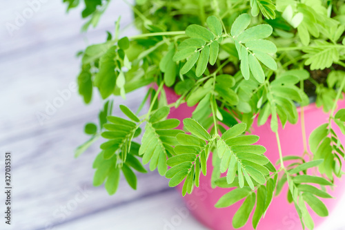 mimosa pudica, sensitive plant on white wooden background photo