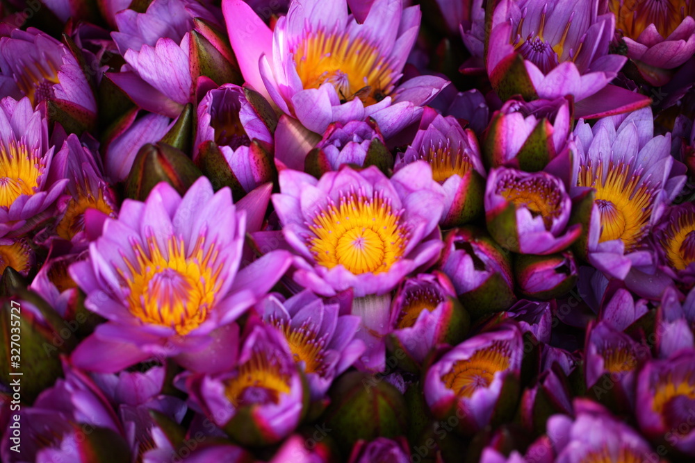 flower petals in garden Sri Lanka flower petals in garden Sri Lanka