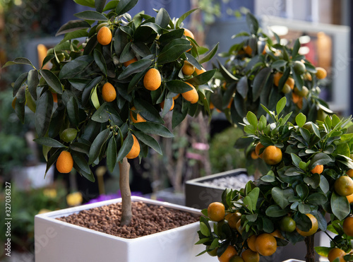 Decorative small fruit-bearing trees of kumquat or Citrus japonica plant from the Rutaceae family at the greek garden shop in February.