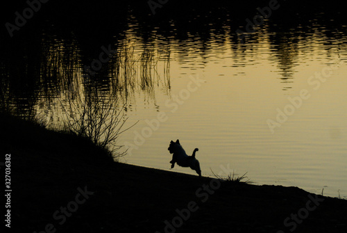 Silhouette of a dog running