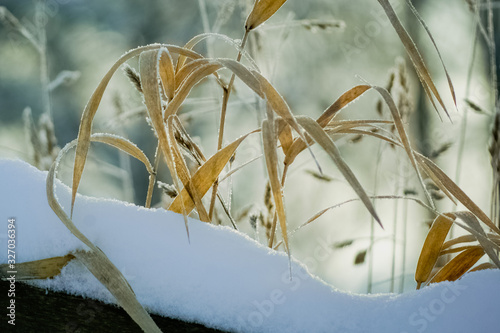 Dry Grass in the snow