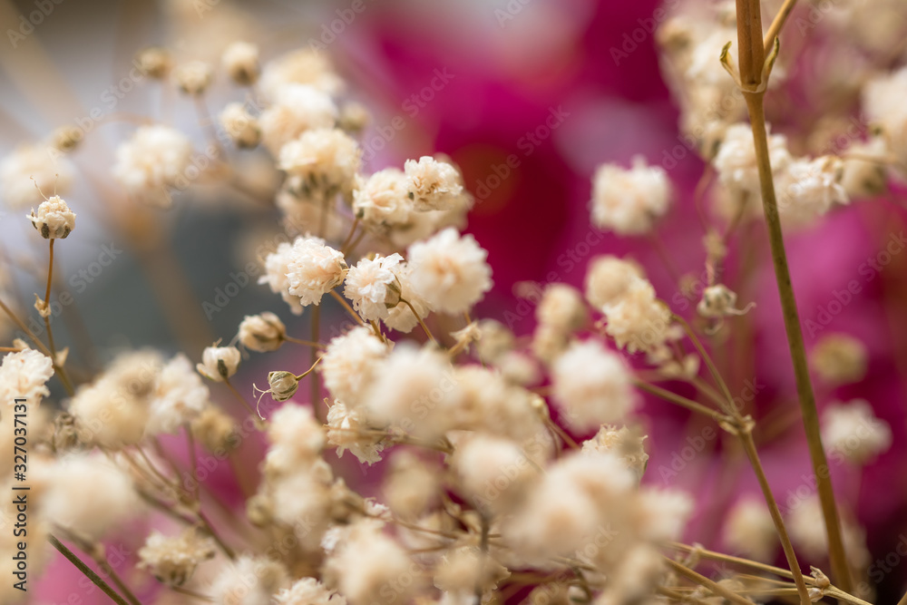 Close up de flores secas