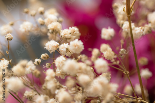 Fototapeta Naklejka Na Ścianę i Meble -  Close up de flores secas