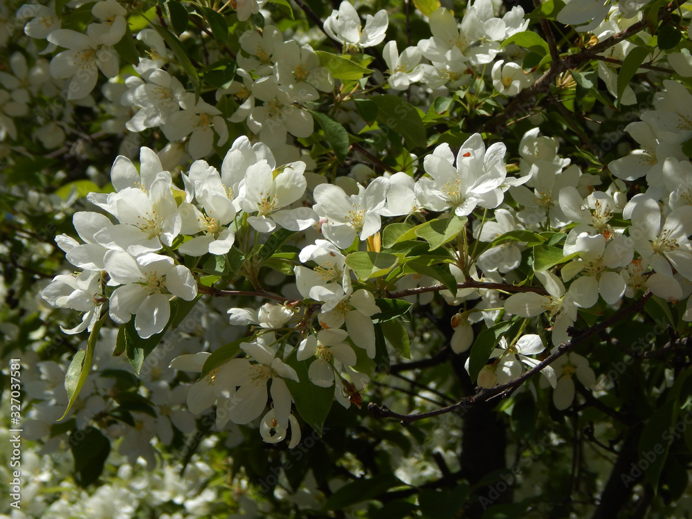 Branches of a blossoming apple tree with delicate white flowers Branches of a blossoming apple tree with delicate white flowers