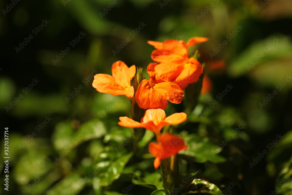 flower petals in garden Sri Lanka flower petals in garden Sri Lanka