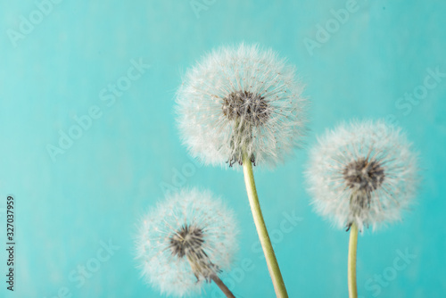 Dandelion flowers on blue background. Soft focus