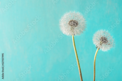 Dandelion flowers with dew drops on blue background. Soft focus