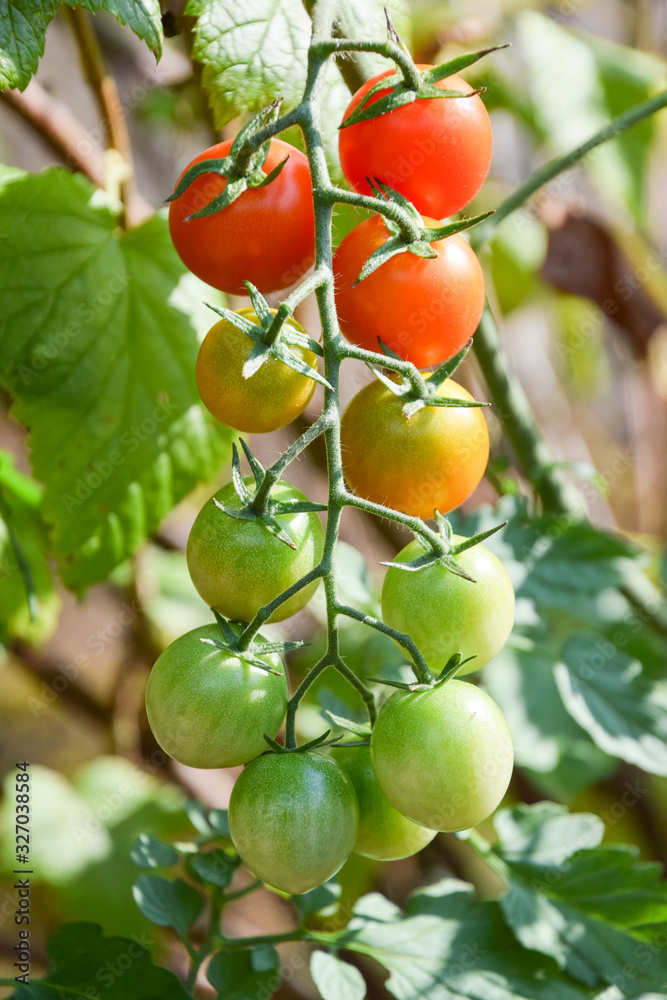 Colorful cherry tomatoes on the vine