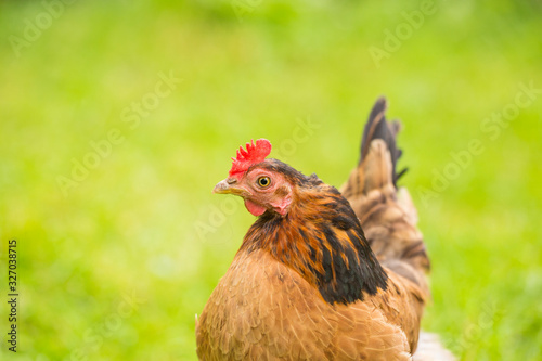 Free range chicken portrait © Mircea Costina