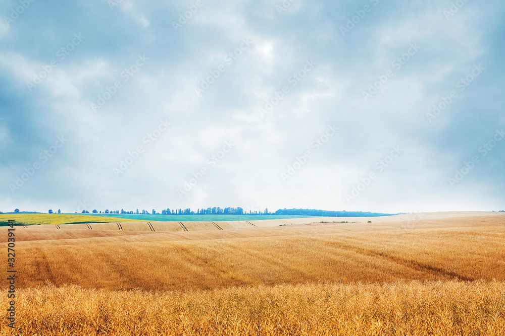 Landscape with wheat field and cloudy blue sky_