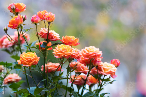 Orange and pink roses in the garden on blurred background_ © Volodymyr