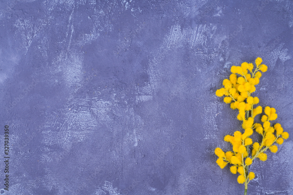 Mimosa branch on a gray background. Flowers for mom. Mom's Day celebration concept. Free space for text. Copy space.
