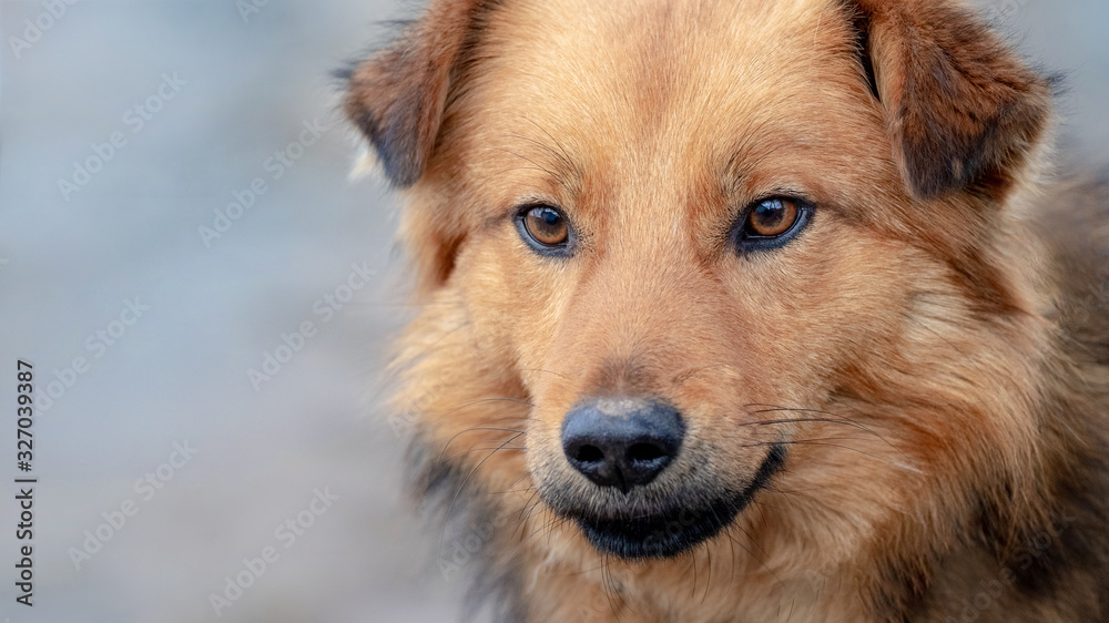 Portrait of light brown dog on blurred background. Copy space_