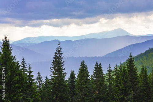 Green spruce on a background of blue mountains in cloudy weather_