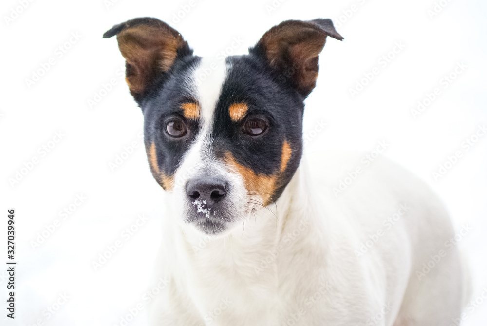 a portrait of a Jack Russell Terrier in the snow