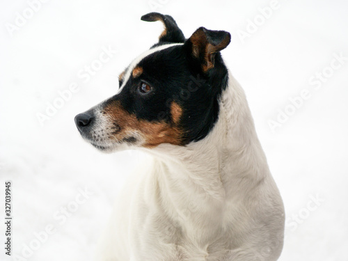 A portrait of a Jack Russell Terrier