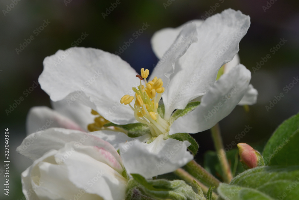 Spring flower of a white apple tree with yellow stamens and velvet petals