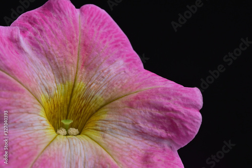 Large decorative petunia flower with yellow stamens on a contrasting black background