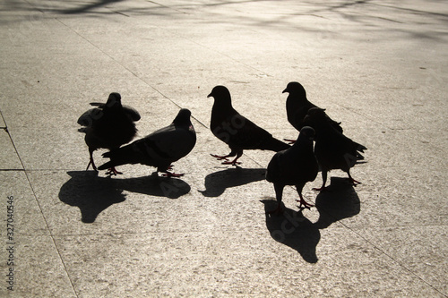 Walking people silhouette and pigeons at sunset