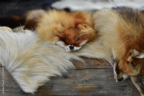 Fox red hides on a faded wooden beam