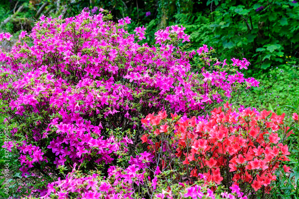 Bush of delicate red and vivid magenta pink flowers of azalea or Rhododendron plant in a sunny spring Japanese garden, beautiful outdoor floral background