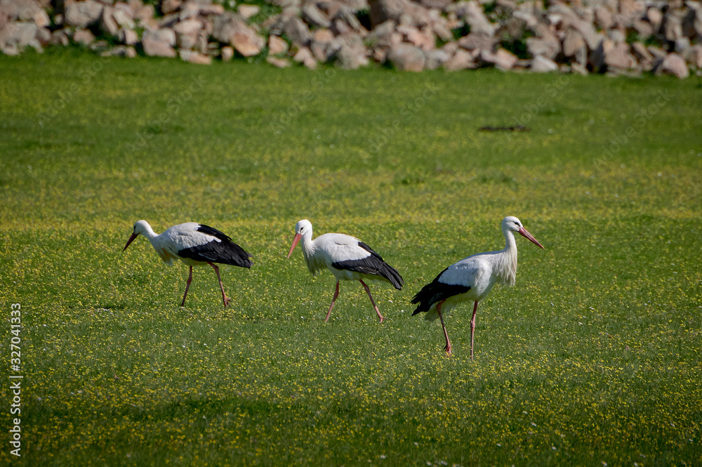 Obraz premium Storks in meadow of Spain eating and flying in spring.
