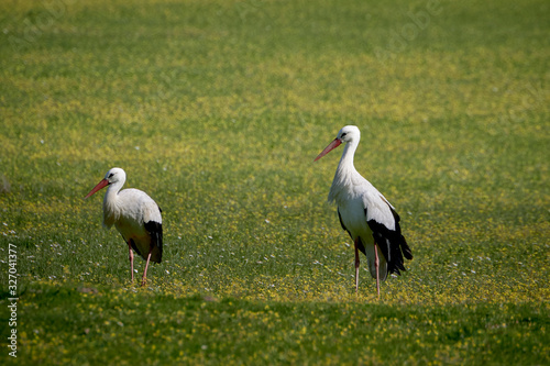 Storks in meadow of Spain eating and flying in spring.
