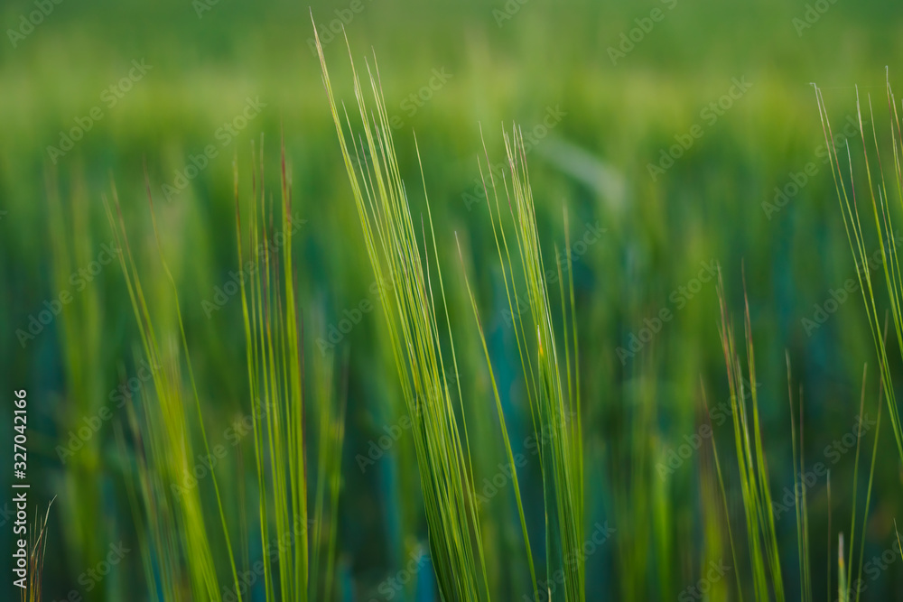 Abstract background of green leaves, selective focus, close-up.