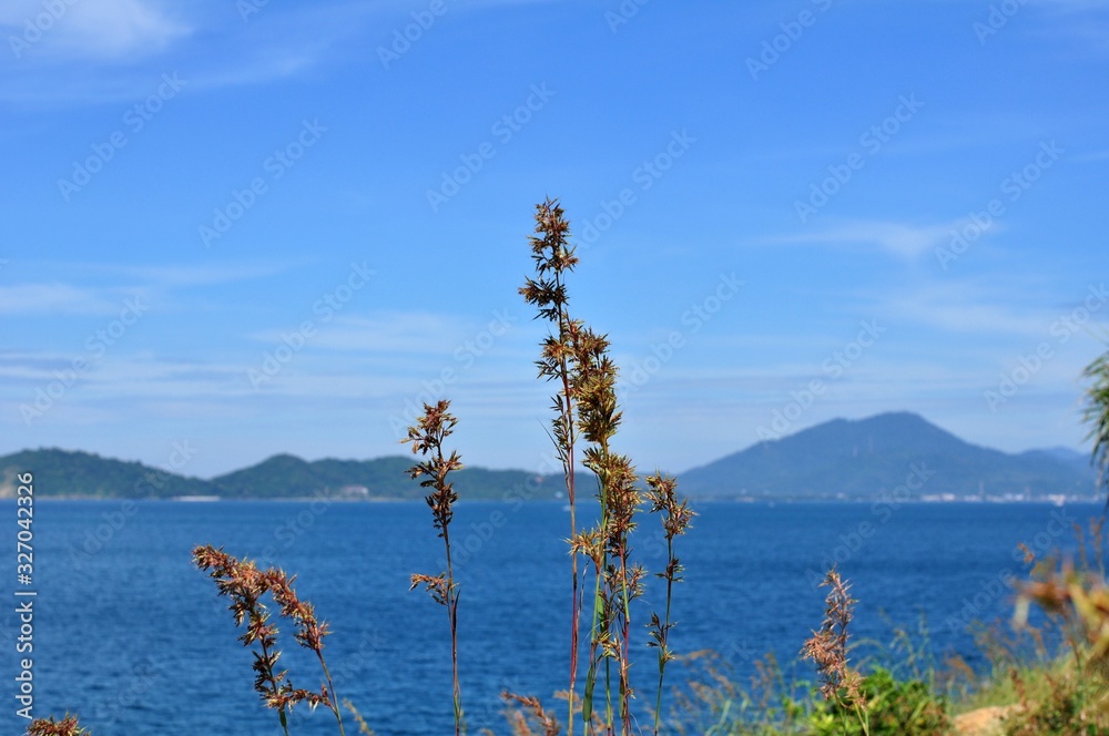 The grass flowers in the sky at the hill overlooking the seaside of Koh Samet. The grass flowers in the sky at the hill overlooking the seaside of Koh Samet.