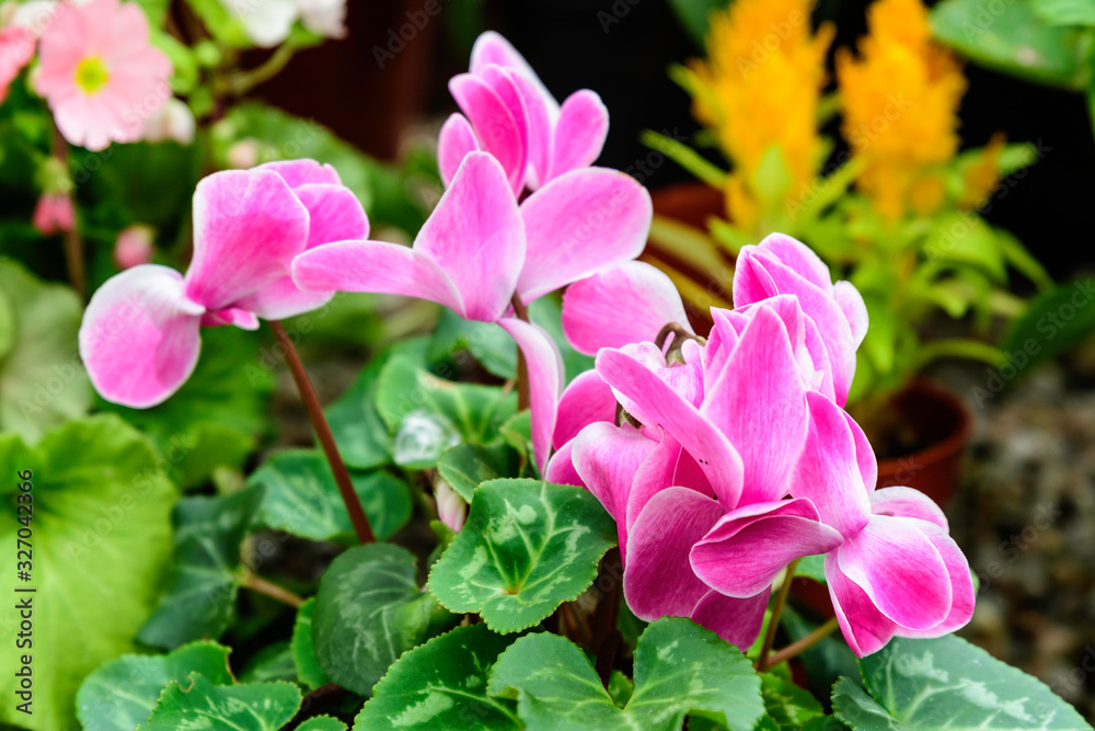 Close up of delicate small vivid pink flowers of Cyclamen persicum, commonly known as Persian or florist's cyclamen, in a pot in a garden in a sunny summer day, floral background in soft focus Close up of delicate small vivid pink flowers of Cyclamen persicum, commonly known as Persian or florist's cyclamen, in a pot in a garden in a sunny summer day, floral background in soft focus