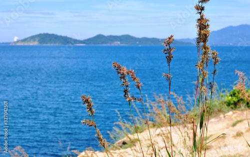 The grass flowers in the sky at the hill overlooking the seaside of Koh Samet. © tharathip