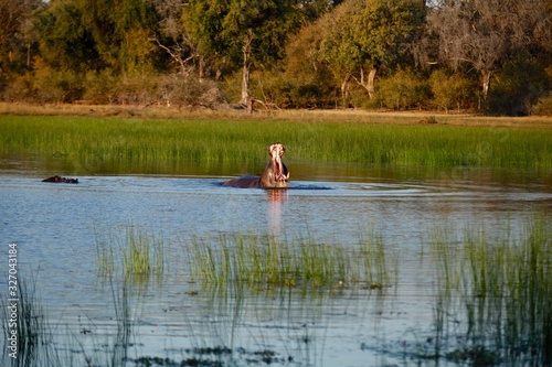 giant wild hippo hippopotamus with mouth open in river with grassy background