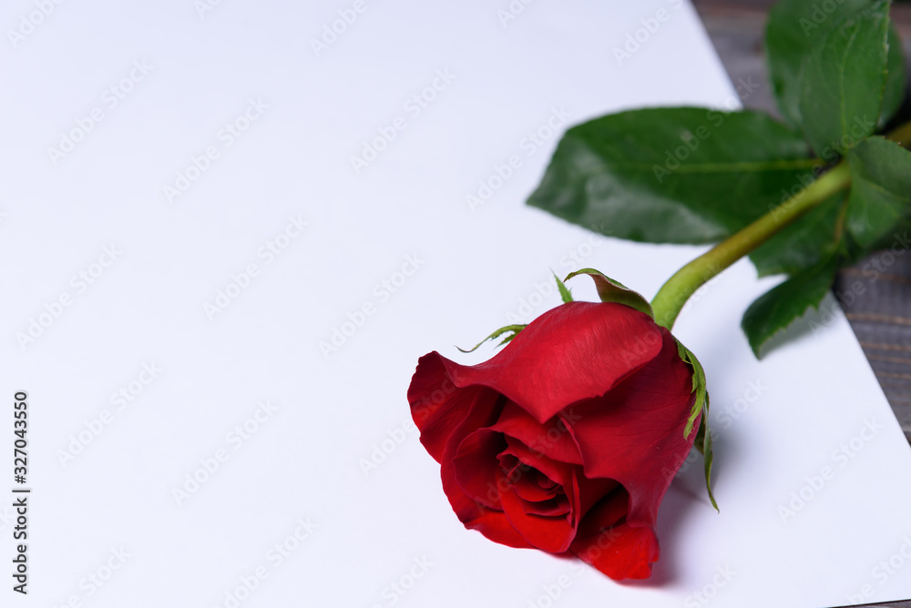 Red rose on a white sheet. Place for text. Congratulations on the holiday.