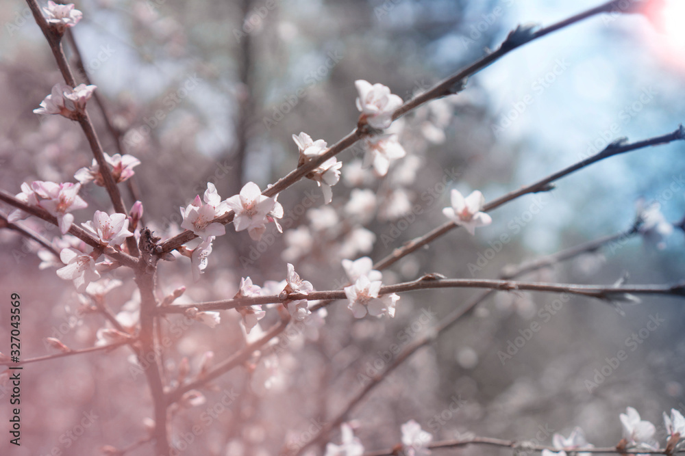 Blooming cherry. Twigs of blooming cherry flowers against the sky in the sun. Coloring in delicate pastel colors. Selective focus. Use as banner or stories background, design element