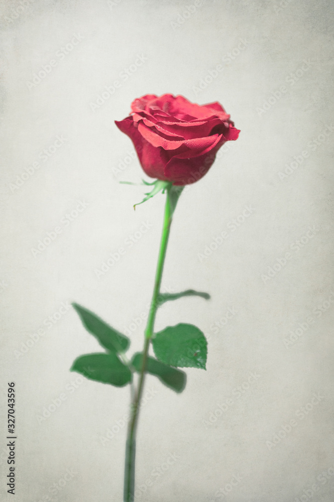 Close-up of fresh rose, isolated on white Close-up of fresh rose, isolated on white