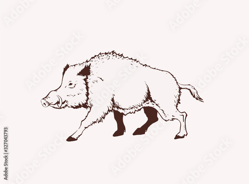 Graphical illustration of wild hog, vector  sepia illustration