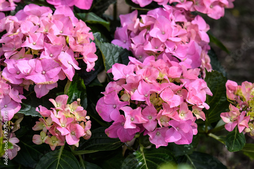Magenta pink hydrangea macrophylla or hortensia shrub in full bloom in a flower pot, with fresh green leaves in the background, in a garden in a sunny summer day