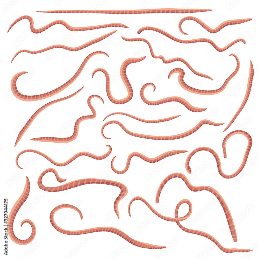 set of red earthworms isolated on white background. Segmented rain worms crawling collection. Worms in cartoon realistic style in different poses. icon of annelida legless animal living in soil. set of red earthworms isolated on white background. Segmented rain worms crawling collection. Worms in cartoon realistic style in different poses. icon of annelida legless animal living in soil.