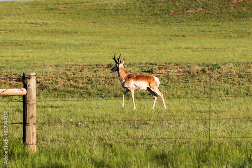 A brown and white antelope standing on top of a lush green field in Wyoming.