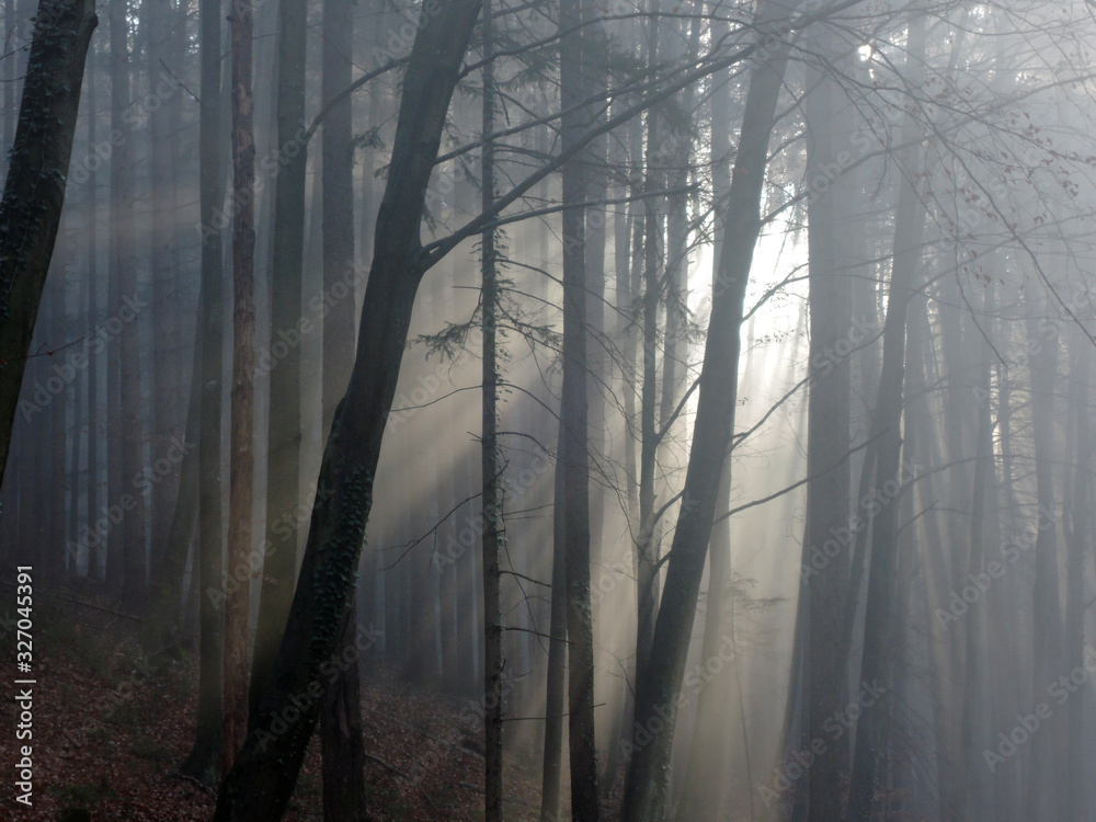 Obraz premium NEBELWALD . CLOUD FOREST