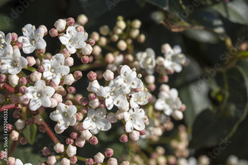Apricot flowers
