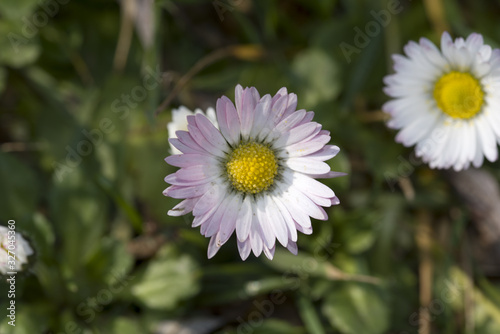 Oxeye Daisy Flower Close Up
