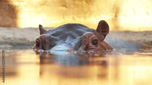 Hippo swims in the river in the evening. Face close up