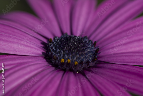 African Daisy (Osteospermum) Close Up