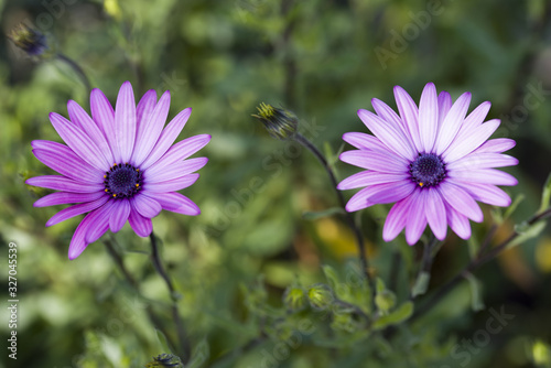 African Daisy (Osteospermum) pair
